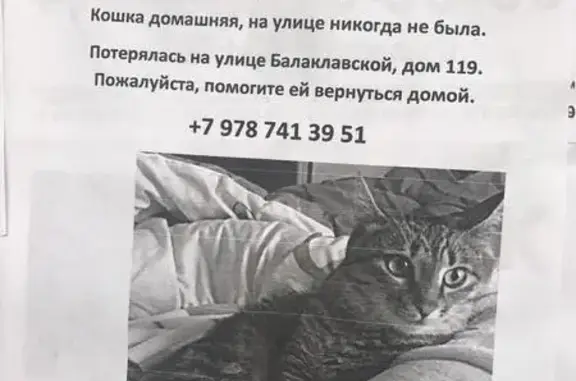 Пропала кошка в Симферополе на ул. Балаклавской.