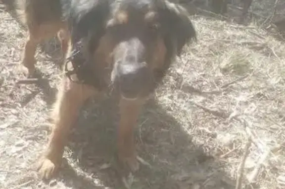 Найдена собака возле ранчо в Барнауле