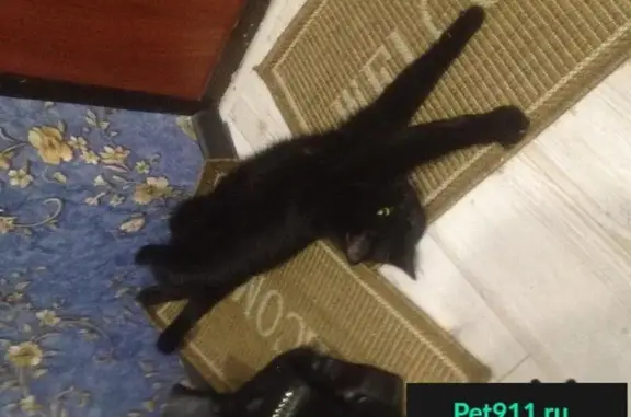 Пропала черная кошка Маша в Люблино, Москва