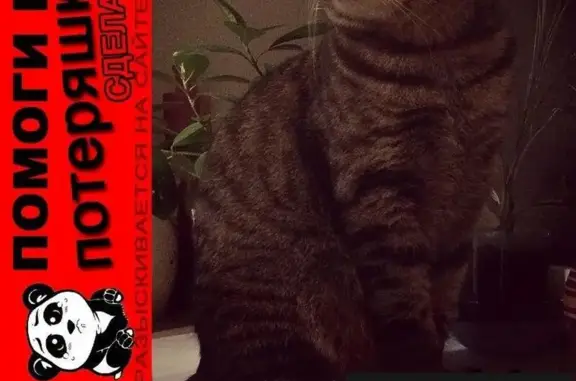 Кошки потеряшки, Сизинский сельсовет, фото: Потеряшка кошка в посёлке Красный хутор, Королев