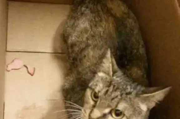 Найдена кошка на Пугачева 73В, ищем хозяев или передержку.