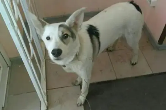 Найдена домашняя собака на улице Губанова, нужна передержка.