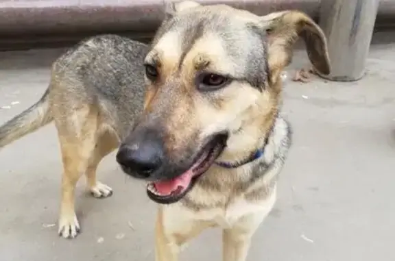 Найдена собака возле метро Новослободская в Москве