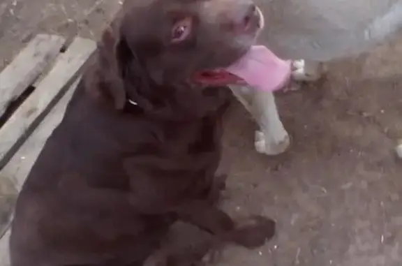 Найдена собака в деревне Кузнецово, Красноярский край
