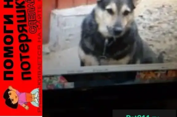 Собаки потеряшки, Екатеринбург, фото: Потеряшка собака Ника в районе Химмаша (сады)