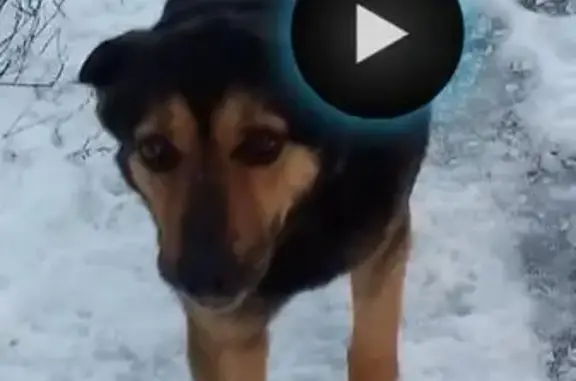 Пропала собака, найдена вет клиникой в Новом Девяткино.