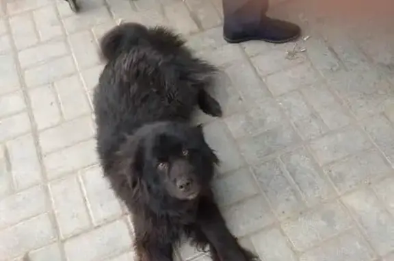 Пропала собака в Нахабино, нужна информация!
