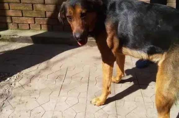 Найдена собака на Западном в Ростове