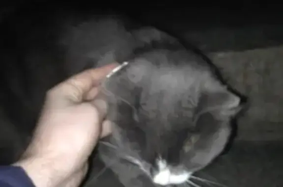 Найдена кошка в Петрозаводске, пр. Комсомольский 23-а