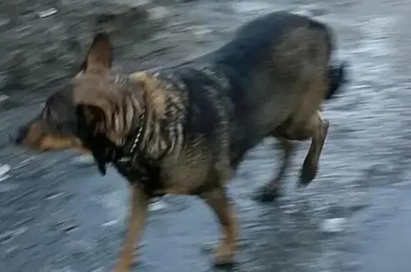 Найдена собака на ул. Октябрьская, Мурманск