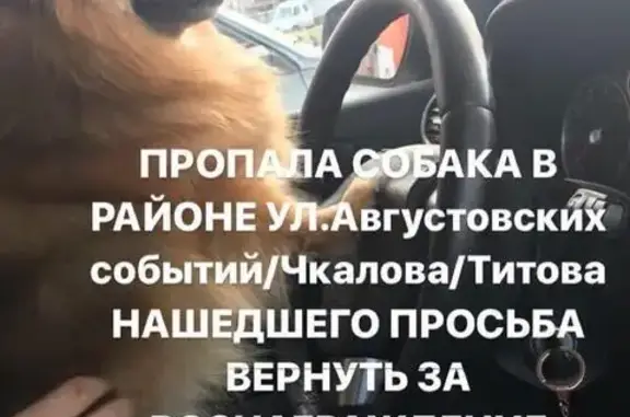 Пропала собака Рафи на ул. Августовских событий/Чкалова/Титова