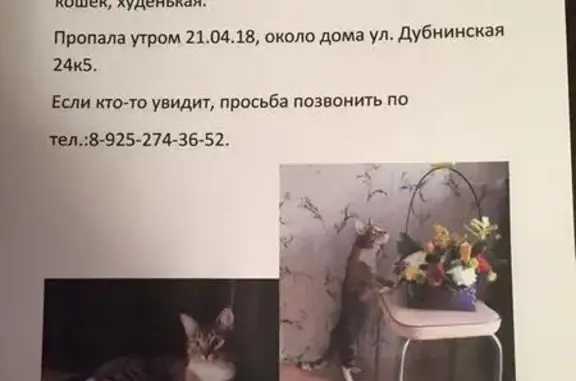 Пропала трехшерстная кошка на ул. Дубнинская 24 к 5