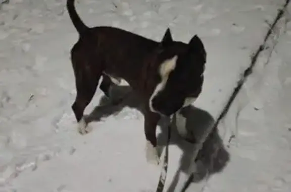 Пропала собака Босс в Электрогорске