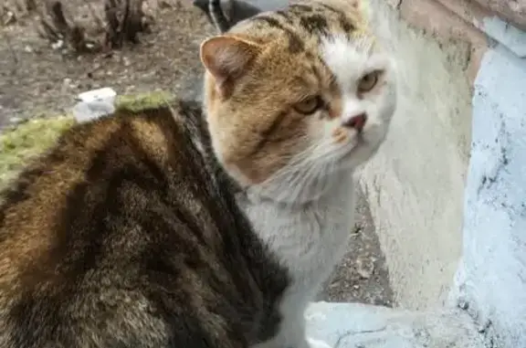 Найдена экзотическая кошка в Магнитогорске #Потеряшка@zoo_mgn