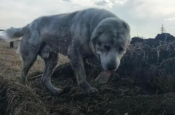 Собака Альф ищет дом в Ангарске