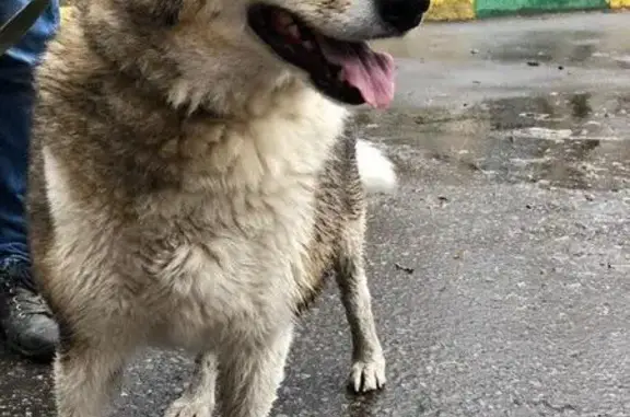 Найдена собака в Чулково, Московская область