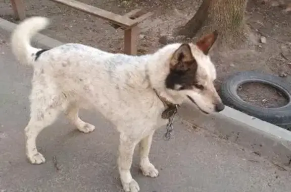 Найден старый белый пес в Калуге!