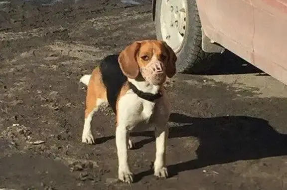 Собака найдена в Мурманске: Кто потерял?