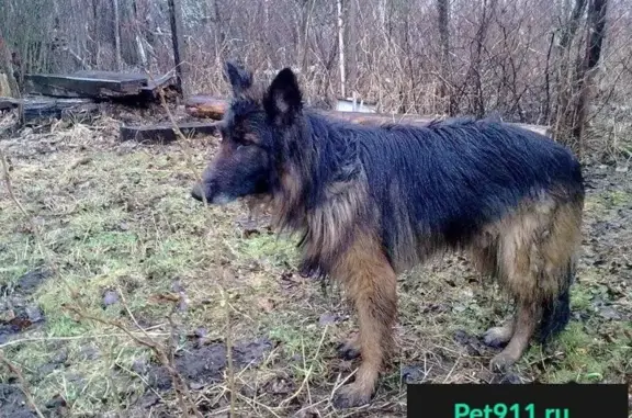 Пропала собака, найден кобель в Н.Новгороде