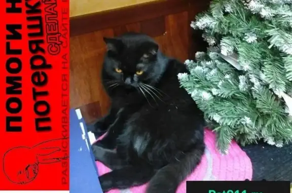 Пропала кошка: черный кот с ошейником, вернуть в магазин на Епифанской, Тула.