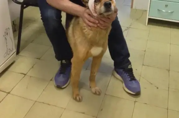 Пропала собака Рыжик в Москве, нужна помощь!