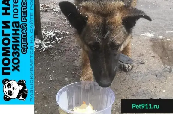 Пропала собака в Нижнем Новгороде