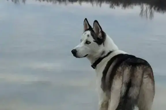Собаки потеряшки, имени ХIX Партсъезда, фото: Потеряшка собака в СНТ Химик, Вишневая улица
