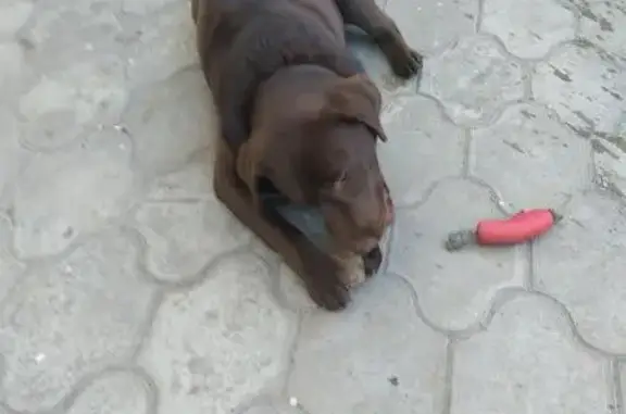 Найдена собака на улице Офицерской в Краснодаре