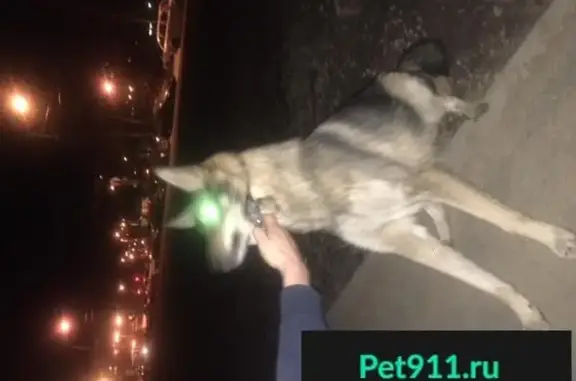 Найдена собака на улице Композиторов, 20А