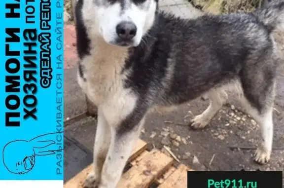 Пропала собака, найден сибирский хаски в дер. Пущино, Серпуховский район