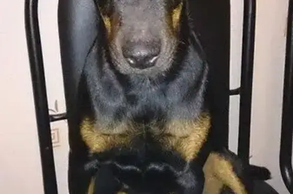 Пропала собака в Ярославле, деревня Тимохино, 21 апреля 2018