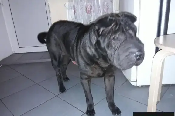 Найдена собака в Смоленске, шарпей чёрный девочка