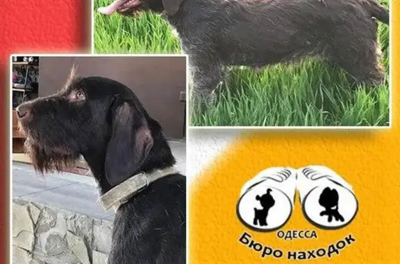 Пропала собака в Беляевском р-не, Одесская обл.