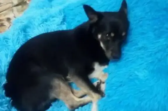 Пропала собака Джэк на улице Леонова, Кемерово