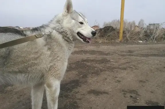 Пропала собака в Чукреевке, Омск (ул. Дергачёва, 93)