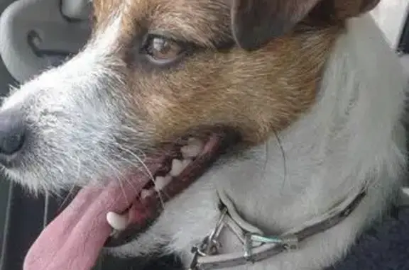 Найдены собаки в Пскове, ищем хозяина