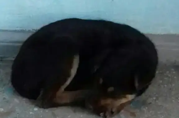 Пропала собака на станции скорой помощи в Магнитогорске