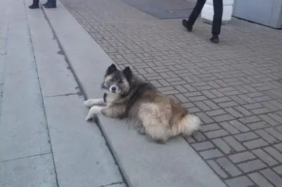 Найдена собака возле самолета в Ульяновске