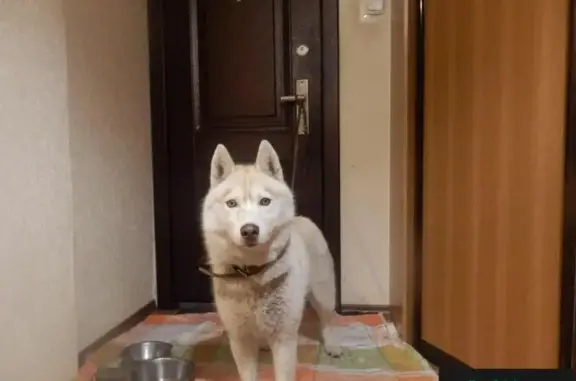 Найдена собака в Тольятти, нужна передержка