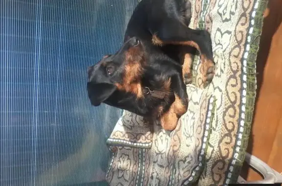 Собаки потеряшки, Ост Снт, фото: Потеряшка собака с рыжим ошейником в Московской области