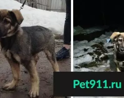 Пропал щенок в районе Кресты, СНТ Нефтяник 1