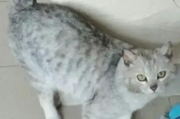 Найдена кошка в Магнитогорске, ищут хозяев