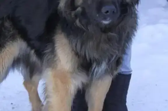 Найден пес Цыган, ищет новую семью в Самаре.