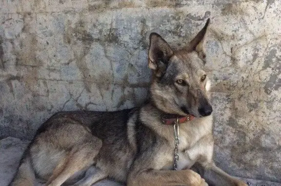 Найден собака Волчик - спокойный охранник, ищет дом