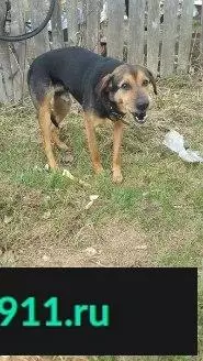 Собака найдена в д.Скоколово, Смоленск