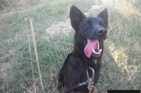 Пропала собака в Севастополе, район Остряки (38-я школа - Лебедя)