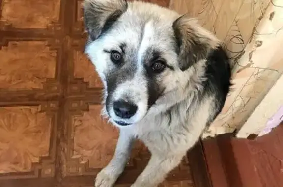Найдена собака возрастом около 1 года в р-не Черемушек, Иваново