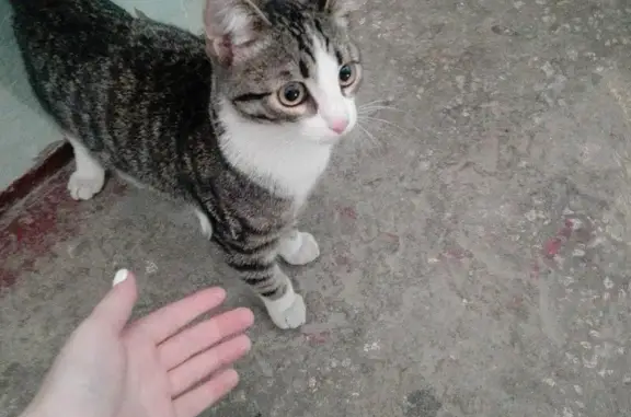 Отдам котенка в добрые руки в Новосибирске