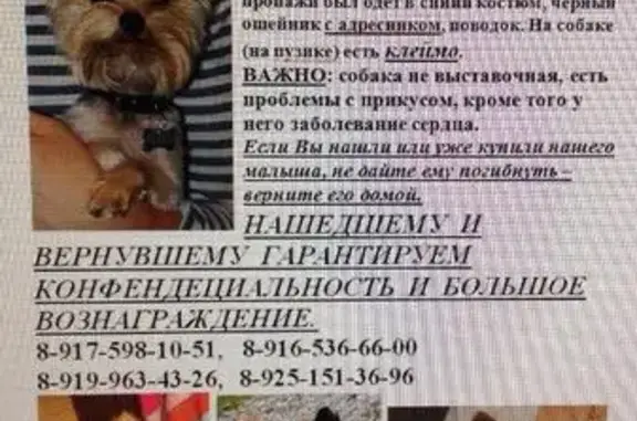 Пропала собака в Москве, район Солнцево, Новопеределкино - мини йорк Ёша.