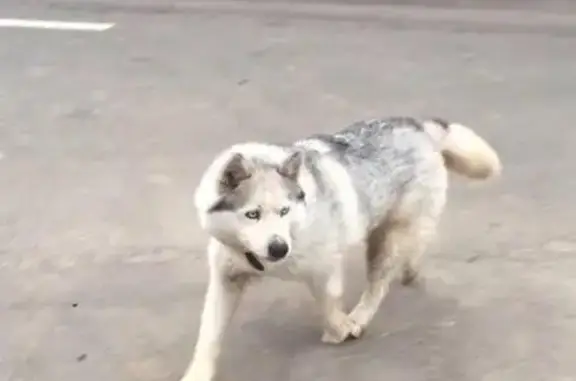 Собака найдена в Домодедово, хаски без жетона